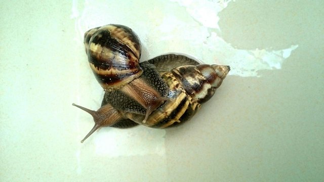 snail-by-lawozee-5.jpg