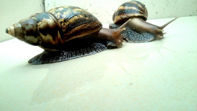 snail-by-lawozee-2.jpg