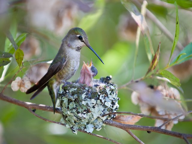 Nesting Annas Hummingbirds