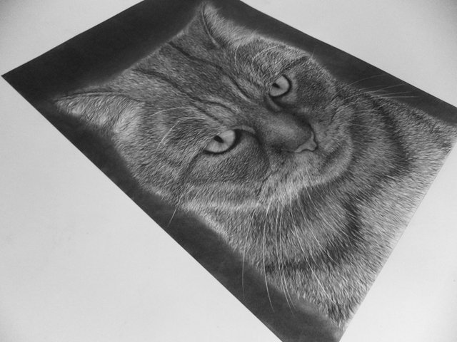 Angry Cat Charcoal Drawing 9598289 Vector Art at Vecteezy