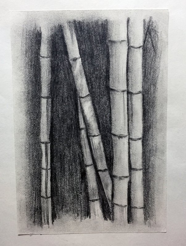 Textures 3 Sketching Bamboo Cactus And Leaf Steemit