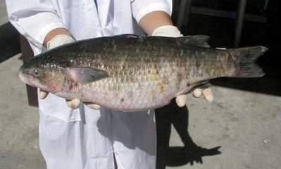 Ludong-Most Expensive Fish in the Philippines — Steemit