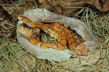 Curious Kids: when a snake sheds its skin, why isn't it colourful?