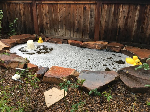 Pond at the Metro Hotel & Cafe, Petaluma, California