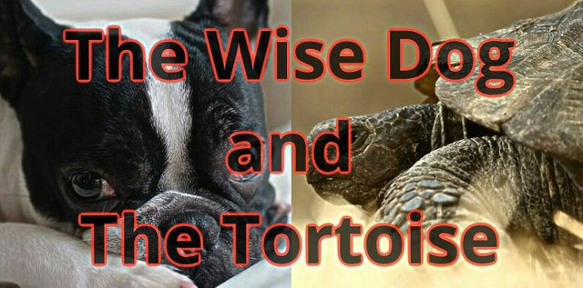 The Wise Dog and The Tortoise