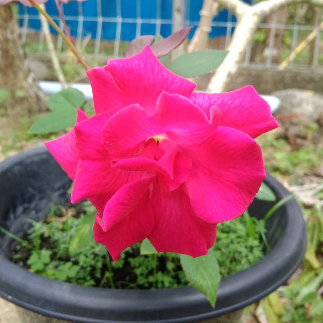 Paling Populer 28 Gambar Bunga Mawar Instagram Richa Gambar Paling Populer 28 Gambar Bunga Mawar Instagram Richa Gambar