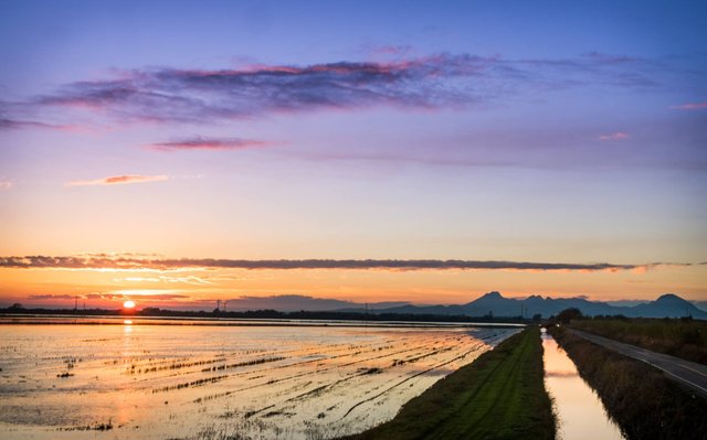 Rice Field