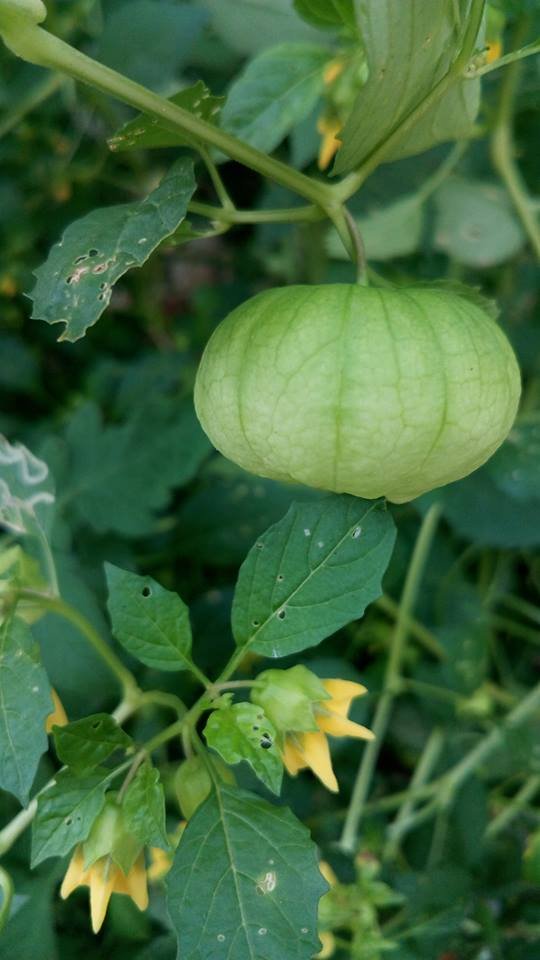 the sexually frustrated tomatillo