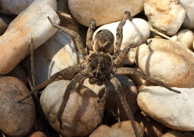 Carolina Wolf Spider