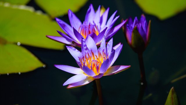 Nymphaea "Tina" Water Lily