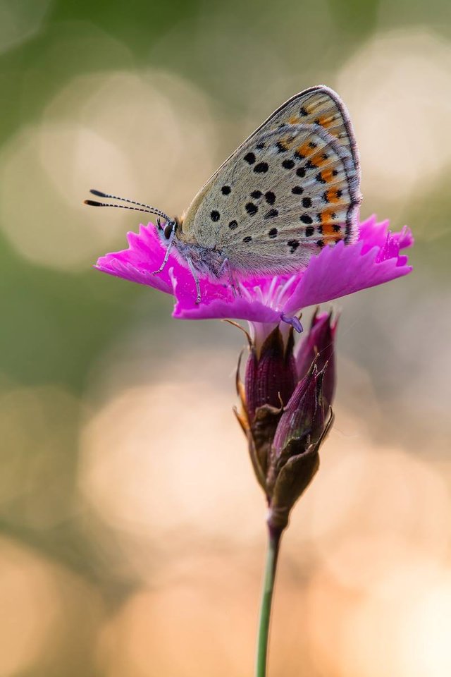 Brauner Feuerfalter (Lycaena tityrus)_Q22A2009-BF.jpg
