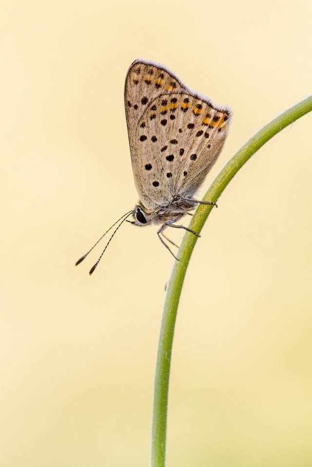 Brauner Feuerfalter (Lycaena tityrus)_Q22A0288-BF.jpg