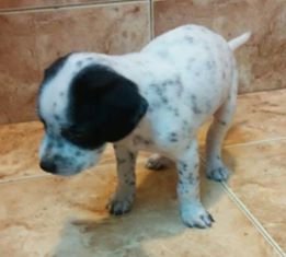 Cachorros4.jpg