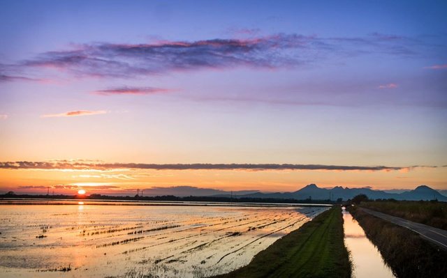 Rice Field Sunset