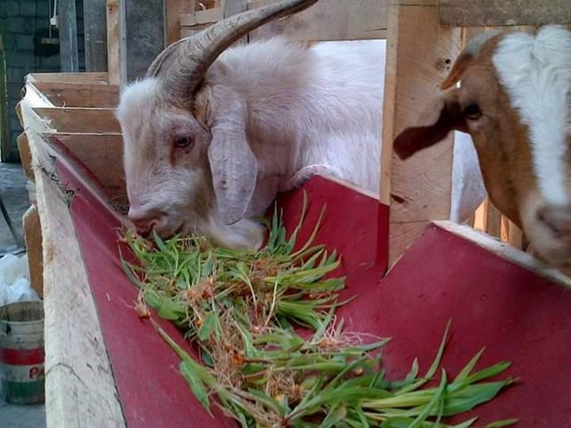Alternative Feed Forage Nourishing To Goat And Sheep Steemit