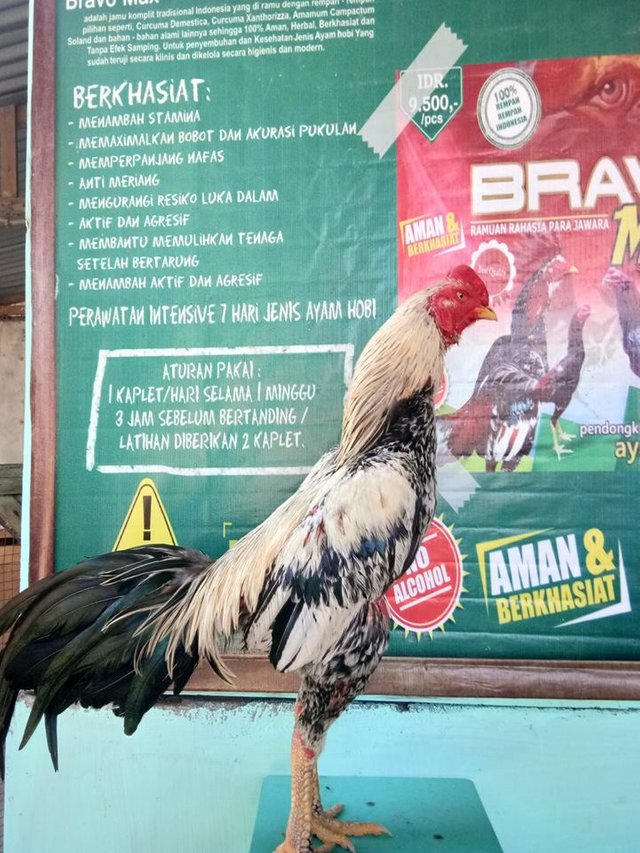 This type of chicken is very strong and also very feared by his opponents, his uncle often won the chicken championship apabia uncle membwa type Bangkok .
