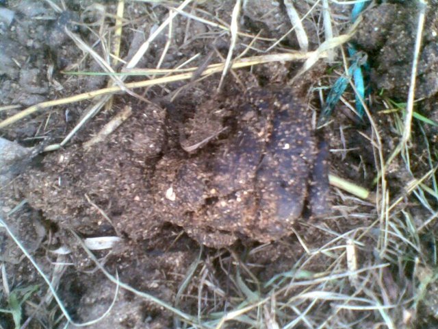 Utilization Of Cow Dung For Crops Steemit