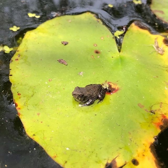 Now the pond is full of little froggies #frog #pond