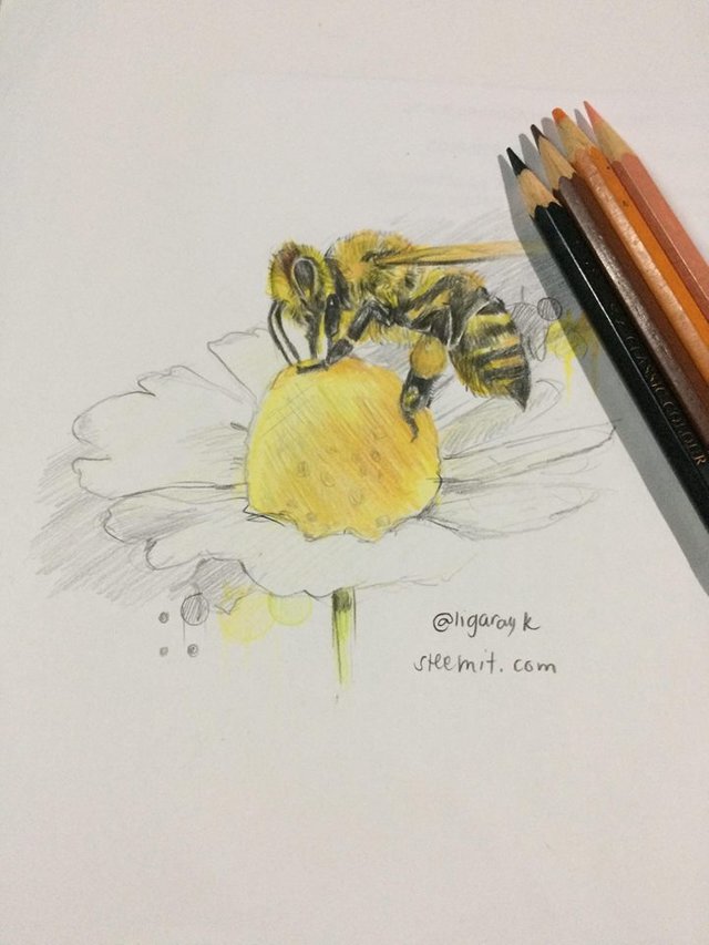 My Drawing Why Bees Are Important