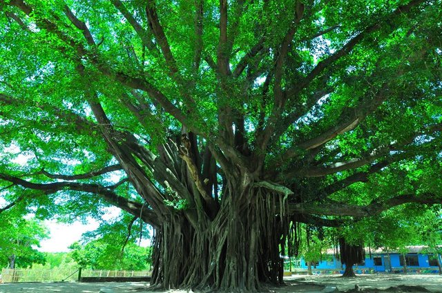 A Frightening Experience with Balete Tree — Steemit A Frightening Experience with Balete Tree — Steemit