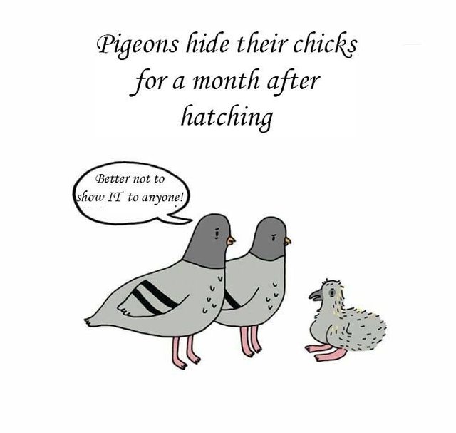 Pigeon Chicks Are Cute Aren T They Steemit Pigeon Chicks Are Cute Aren T They Steemit