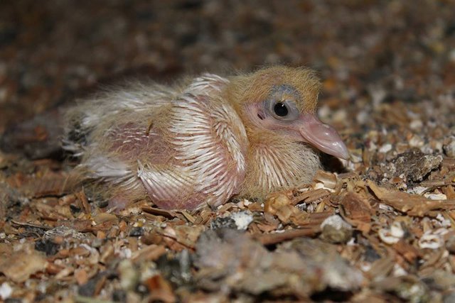 Pigeon Chicks Are Cute Aren T They Steemit Pigeon Chicks Are Cute Aren T They Steemit