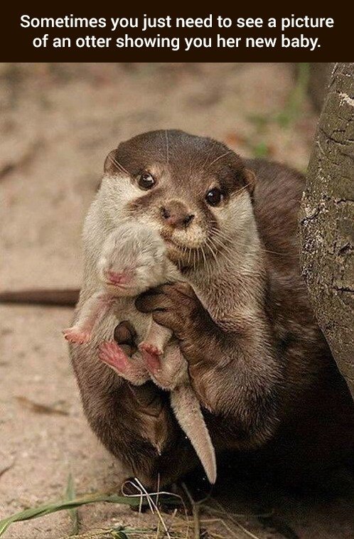 Image may contain: meme, possible text that says 'Sometimes you just need to see a picture of an otter showing you her new baby.'