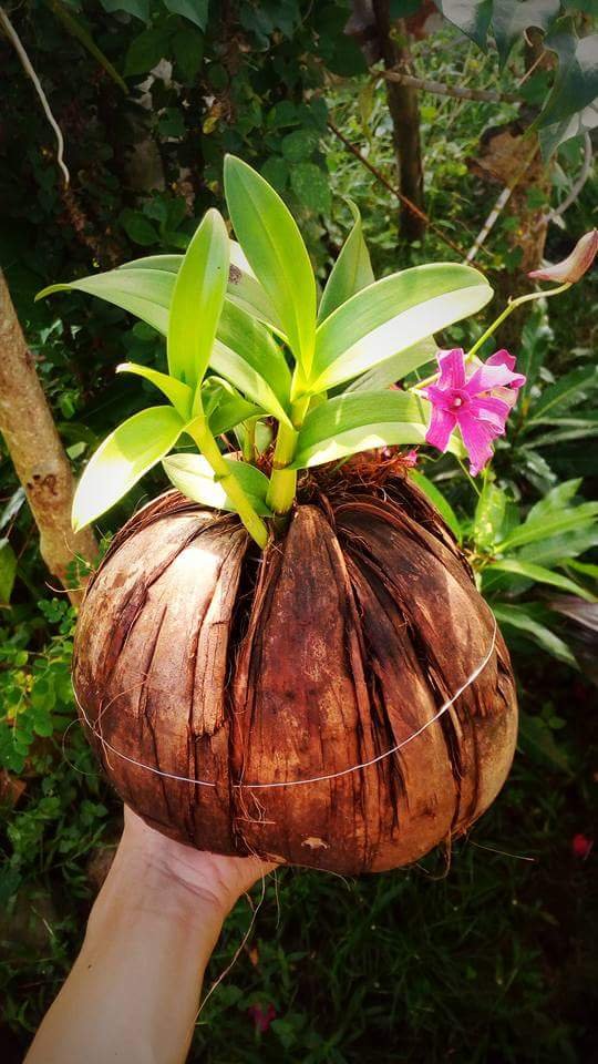 How To Use Coconut Shell And Husk Chips For Orchids Gardening Tips By Crazycraft Steemit