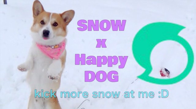 Snow Super Excited Corgi Dog Funny Cute Video 雪で大はしゃぎなコーギー犬コロ ﾉ動画 Steemit