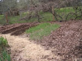 photo of beds transplants