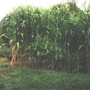 photo of, corn patch