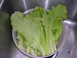 photo of, washing lettuce