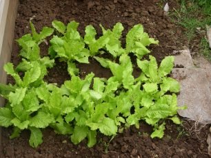 photo of lettuce patch