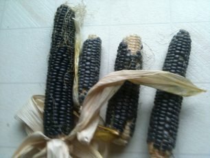 photo of, Hopi Blue Corn