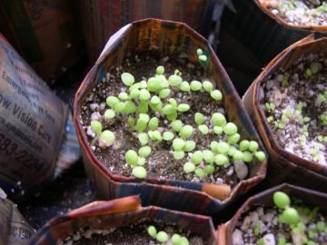 photo of tobacco seedlings