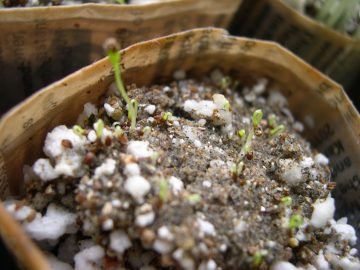 photo of, lettuce seedlings