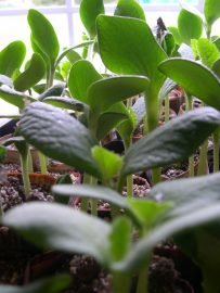 photo of, squash seedlings