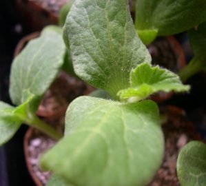 photo of, squash seedling