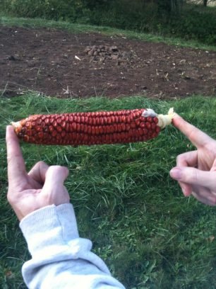 photo of, Truckers Yellow Dent Corn