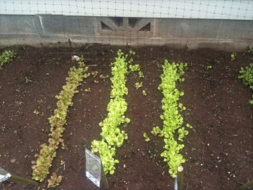 photo of lettuce beds