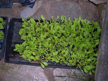 photo of, lettuce transplant