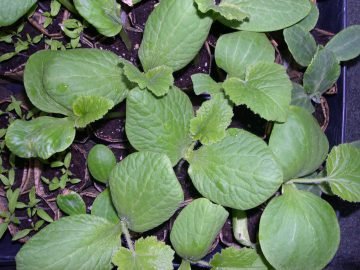 photo of, squash transplants