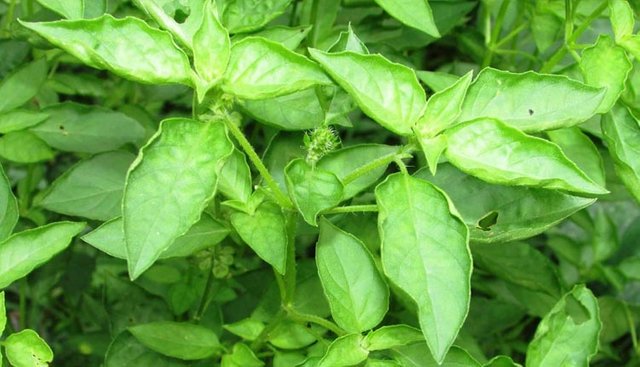 Image of Basil Leaf