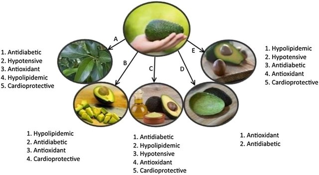 avocado benefits