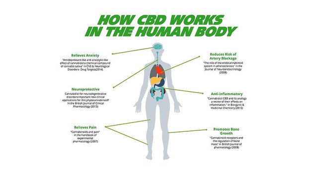 how cbd works in the body