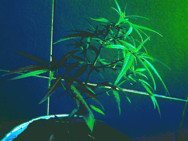 cannabis1111111111.jpg