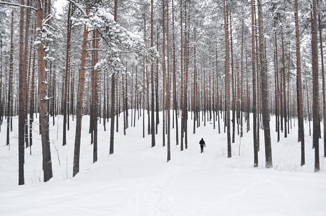 Can't See The Forest for the Trees?