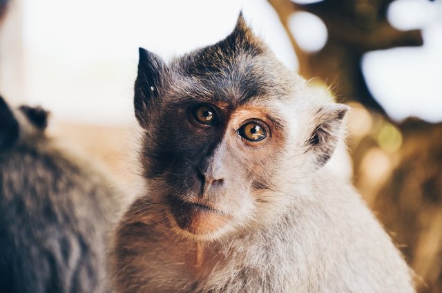 Facial Identity in the Primate Brain