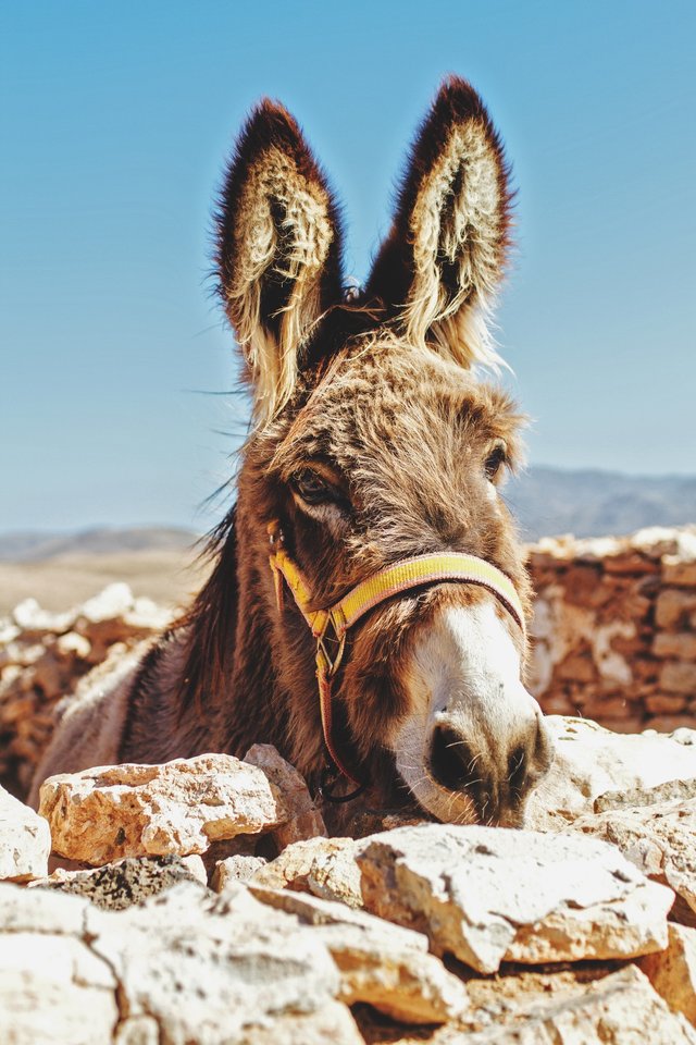 A Lowly Donkey