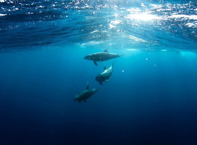 Three Dolphins